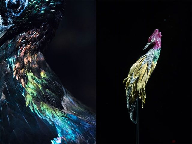 Kohaku中国体に施された幾何学模様が芸術的で高級感のある鳥とオリエンタル鳥 237_A5072_list_42ab21b7f9-