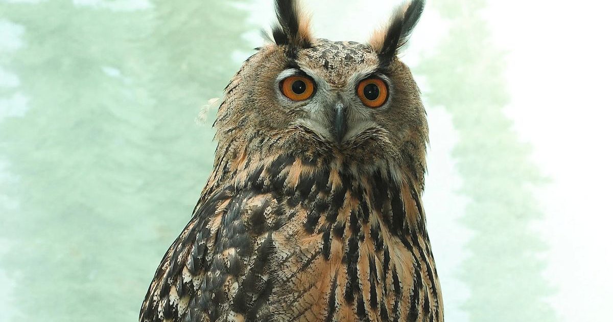 Julie_Larsen_Maher_2195_Eurasi