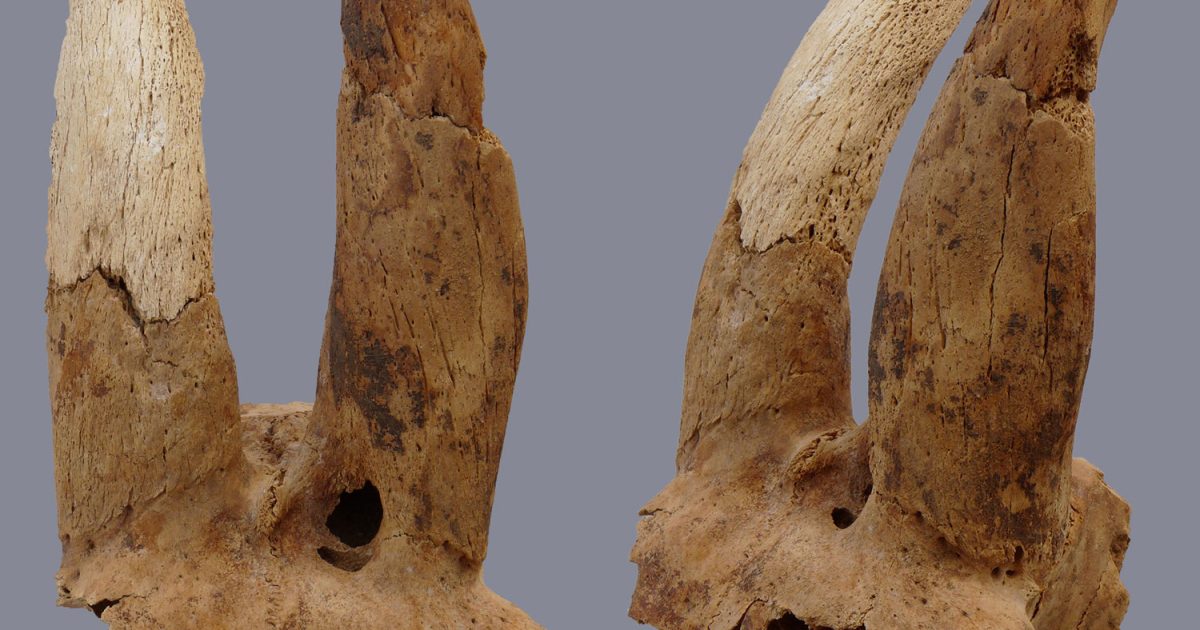古代遺跡から世界最古の「人間が矯正した羊の角」を発見！ 現在まで