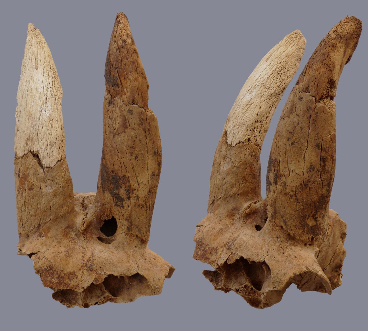 古代遺跡から世界最古の「人間が矯正した羊の角」を発見! 現在まで続く安全対策か | ARTnews JAPAN(アートニュースジャパン)