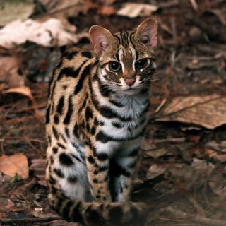 中国で30万年前の「超小型ネコ科動物」の化石を発見！ ネコ科の歴史に