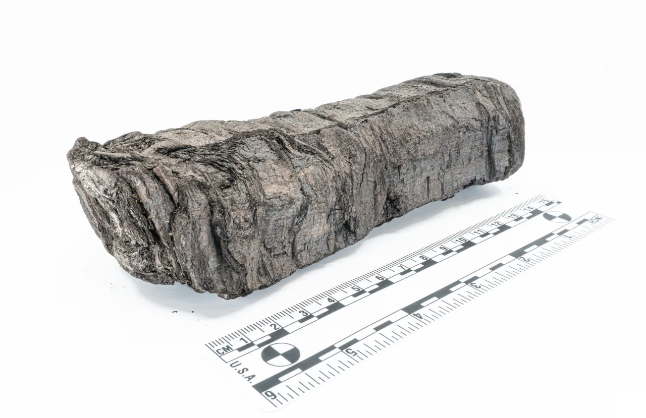 解読が進められているヘルクラネウムの巻物「PHerc. 172」。Photo: Courtesy of The Vesuvius Challenge