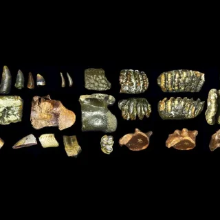 homo-erectus-java-leidon-