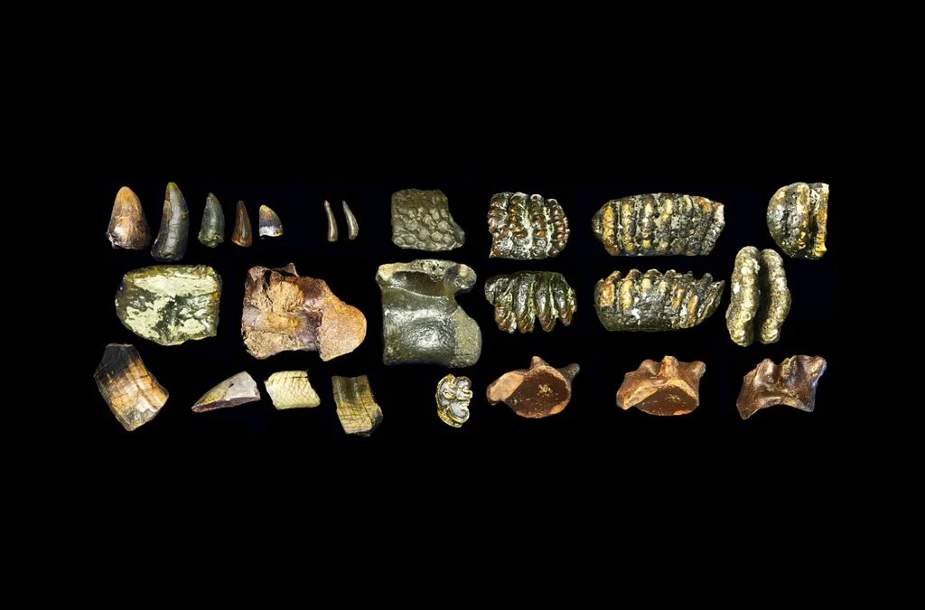 ホモ・エレクトスの骨の破片。Photo: Courtesy of Leiden University