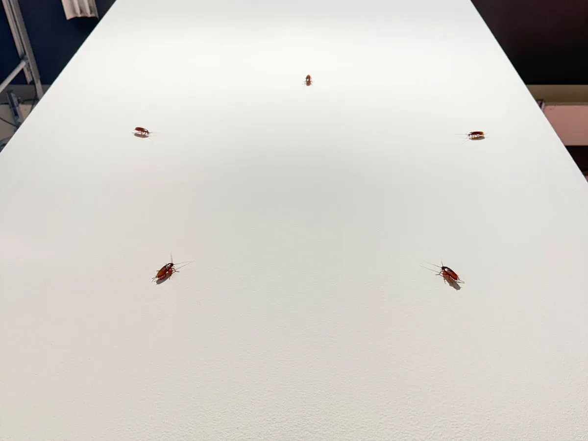 スーパーフレックス作品。Photo: Sarah Belmont for ARTnews