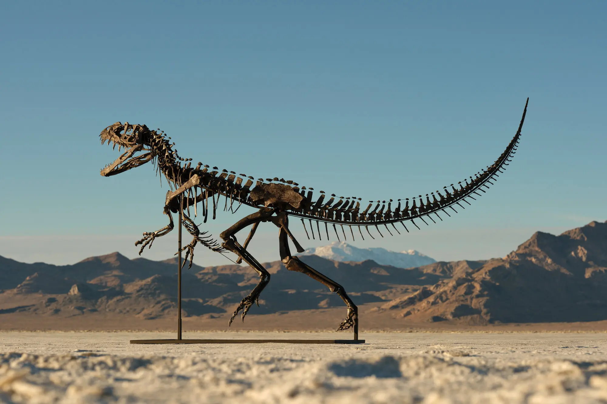 サザビーズに出品されるケラトサウルスの化石。Photo: Courtesy of Sotheby's