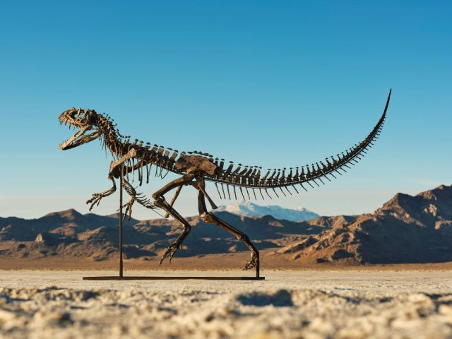 tnDinosaur-640x480.jpg