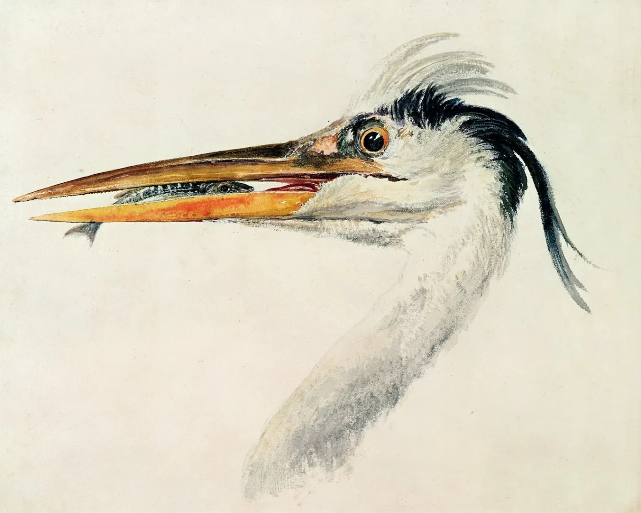 J.M.W.ターナー《Head of a Heron with a Fish》(1815) Photo: Farnley Hall, Yorkshire, UK/Bridgeman Images