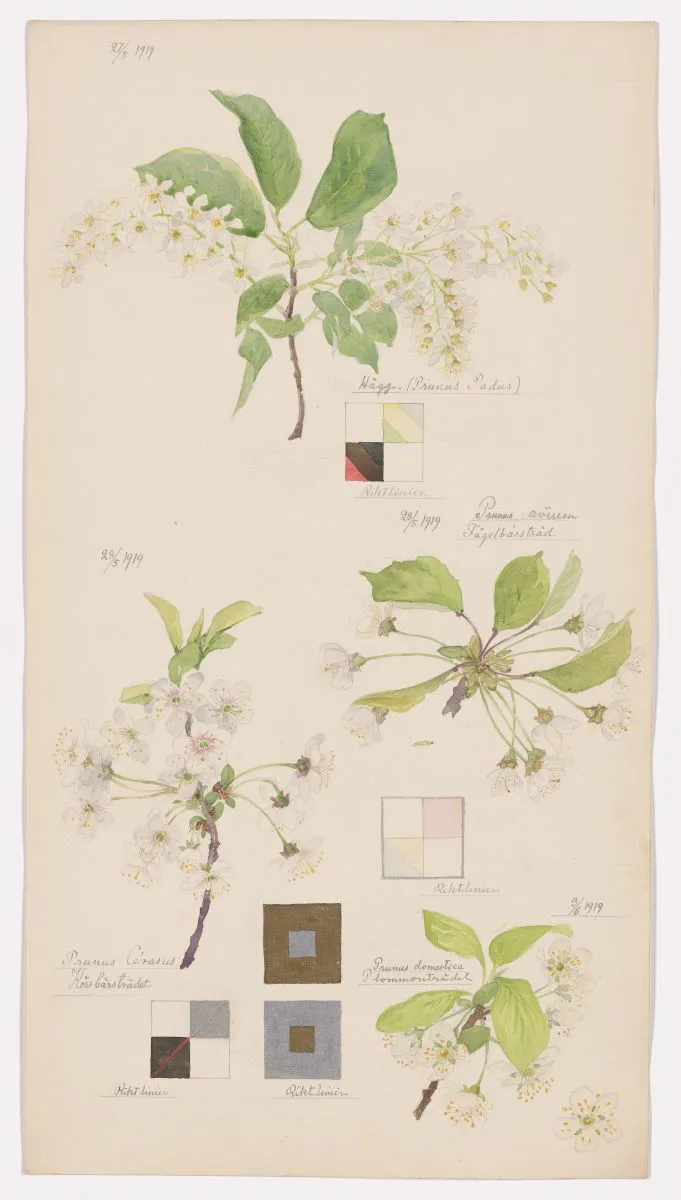 ヒルマ・アフ・クリント《Prunus padus (European Bird Cherry), Prunus avium (Sweet Cherry), Prunus cerasus (Sour Cherry), Prunus domestica (European Plum)》。「Nature Studies」のポートフォリオ（1919）より。Photo: Courtesy Museum of Modern Art, New York