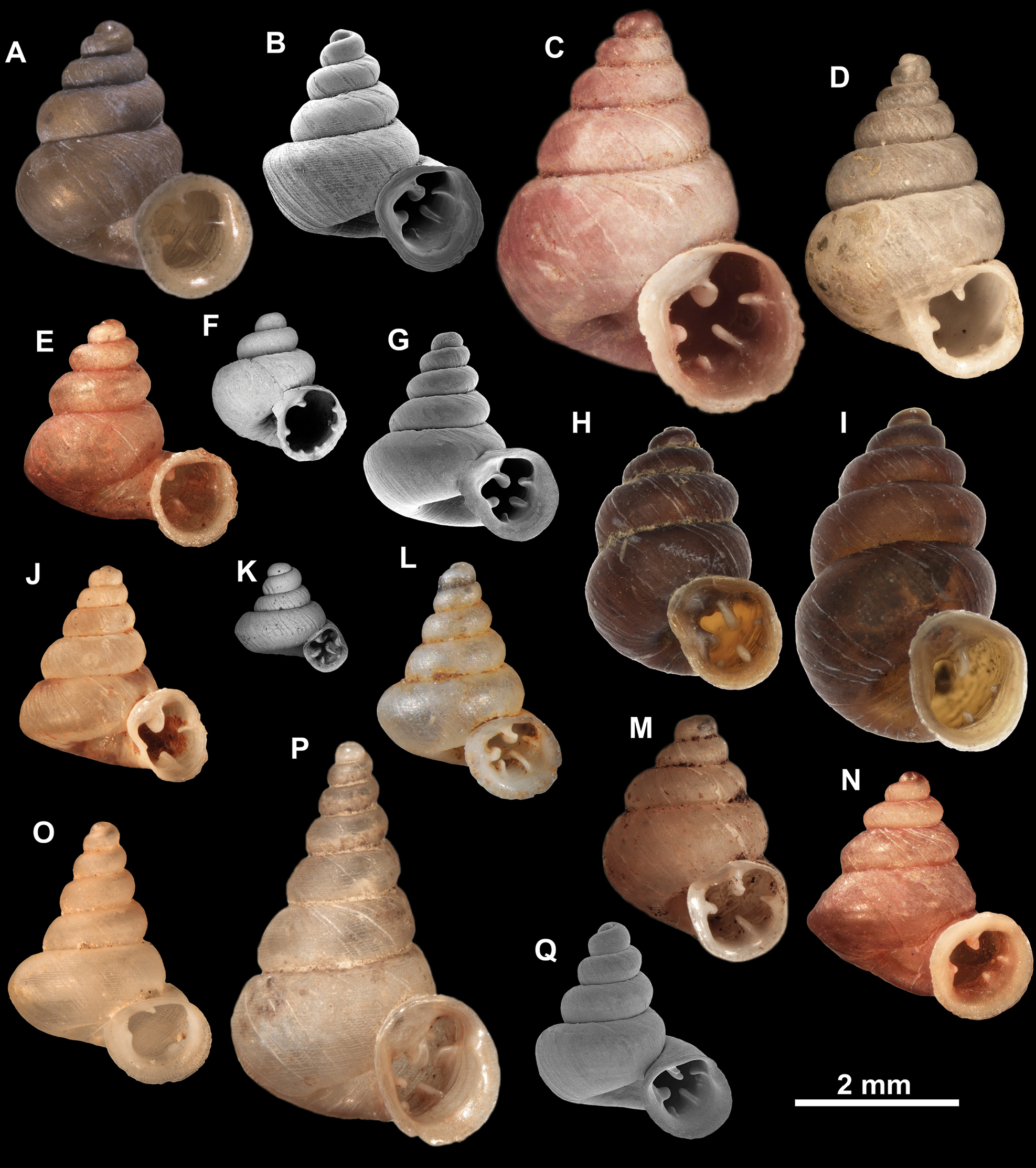 東南アジアで新たに発見されたカタツムリの一部。Photo: Courtesy Gojšina et al./ZooKeys