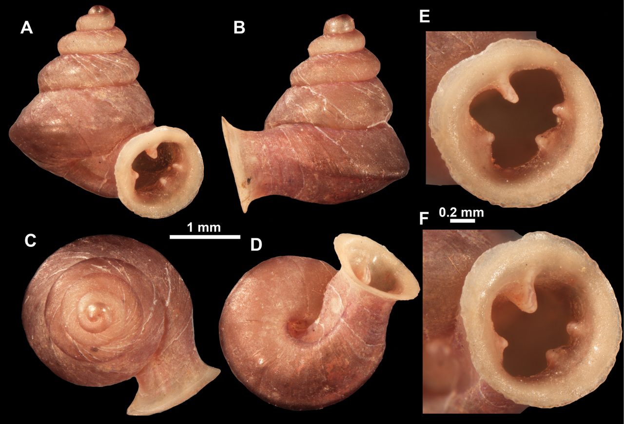 一般的なカタツムリの殻とは異なり、やや角張っている。Photo: Courtesy Gojšina et al./ZooKeys