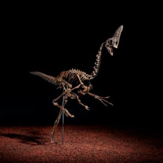 希少な羽毛恐竜の骨格がオークションに初登場。6800万年以上前に生息