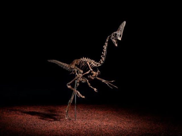 希少な羽毛恐竜の骨格がオークションに初登場。6800万年以上前に生息