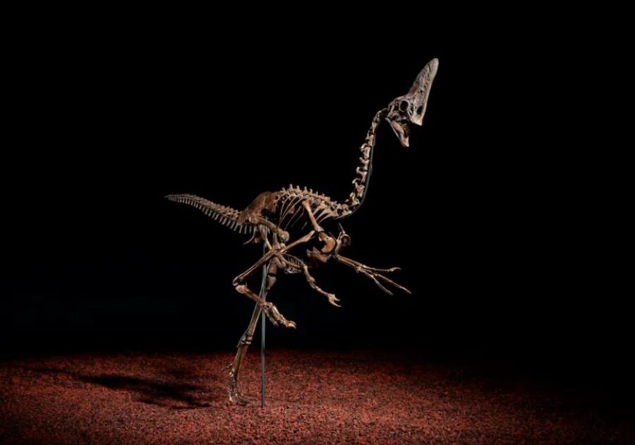 希少な羽毛恐竜の骨格がオークションに初登場。6800万年以上前に生息