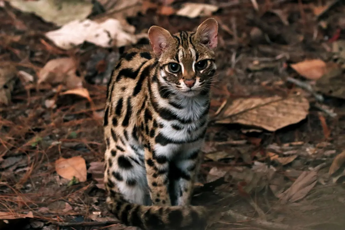 アジアに生息するベンガルヤマネコ。Photo: Getty Images