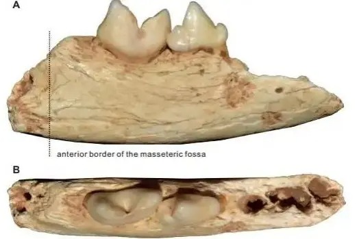 中国東部の華龍洞遺跡で見つかった、ベンガルヤマネコの仲間の下顎の化石。Photo: Facebook/Anhui, China - gov