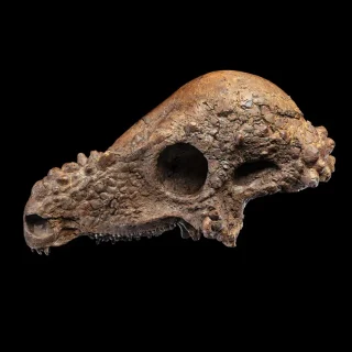 驚異的な保存状態！ 顔や歯まで残る「ほぼ完全」なパキケファロ