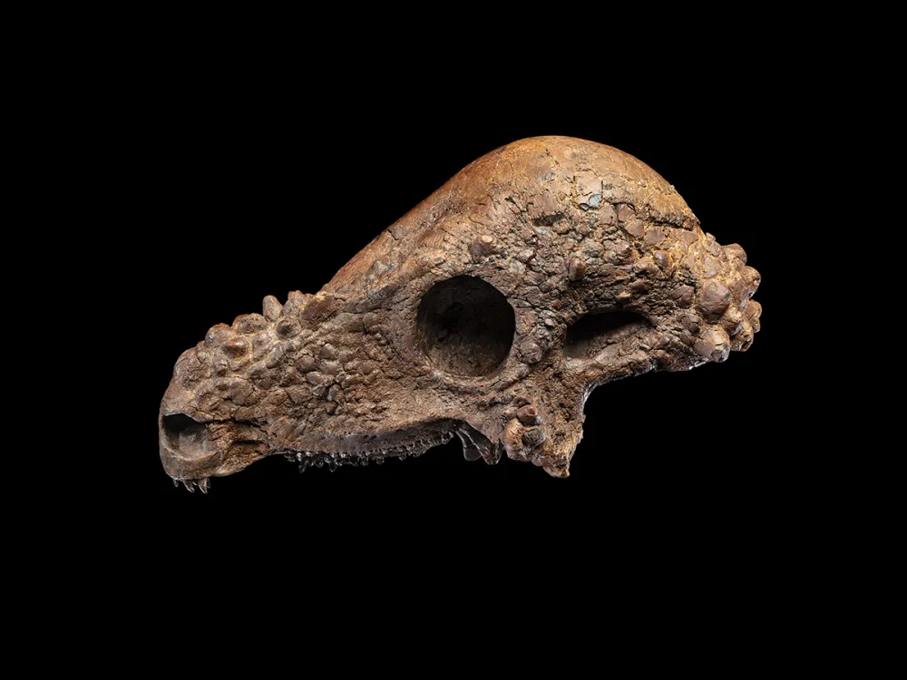白亜紀後期に生息していたパキケファロサウルスの頭骨。Photo: Courtesy Smithsonian National Museum of Natural History