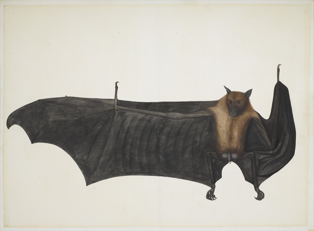 バワニ・ダスに帰属する《インドオオコウモリ》（1777-82年頃）。Photo: Metropolitan Museum of Art