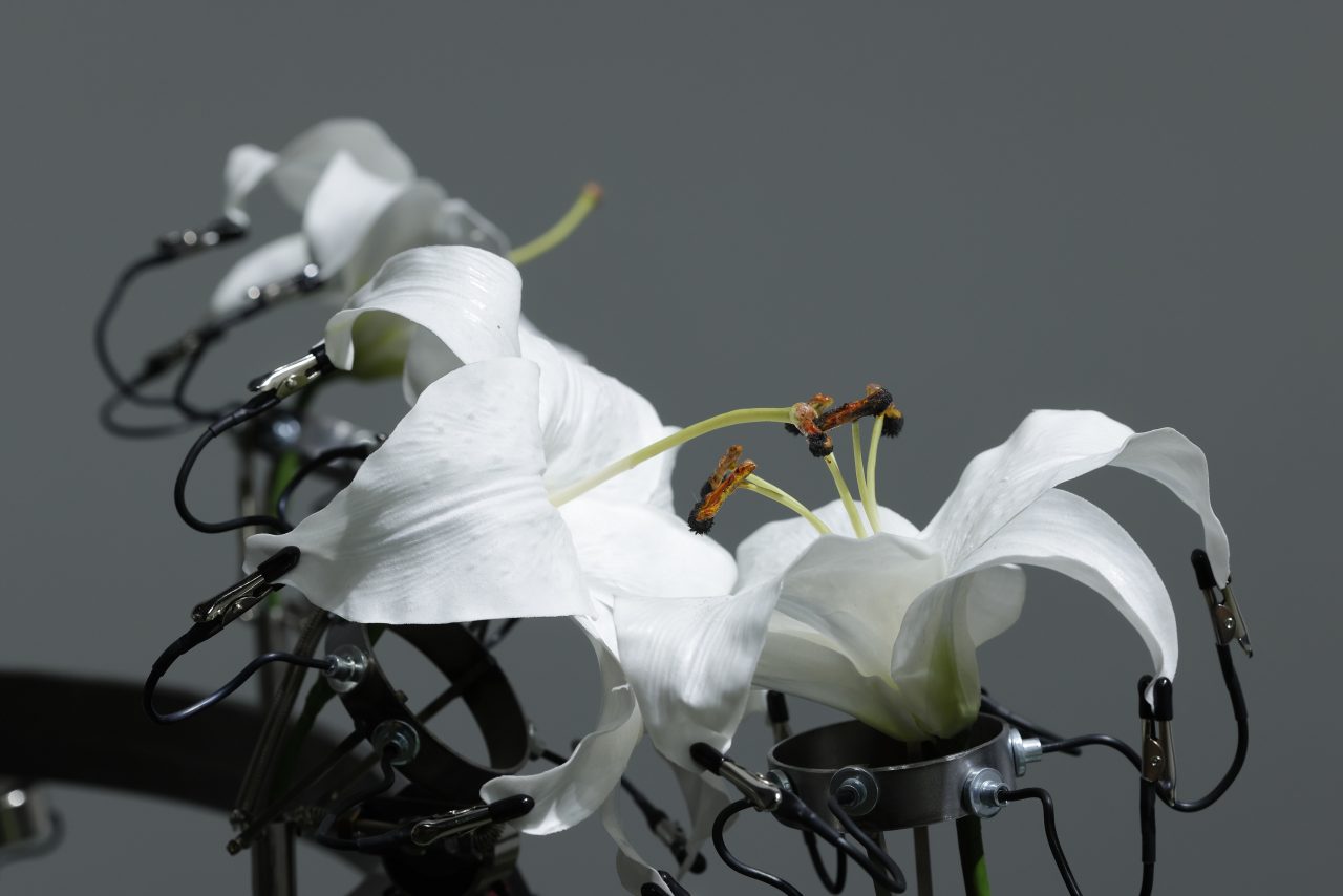 Artwork by Claire Fujita. Photo: Keizo KIOKU