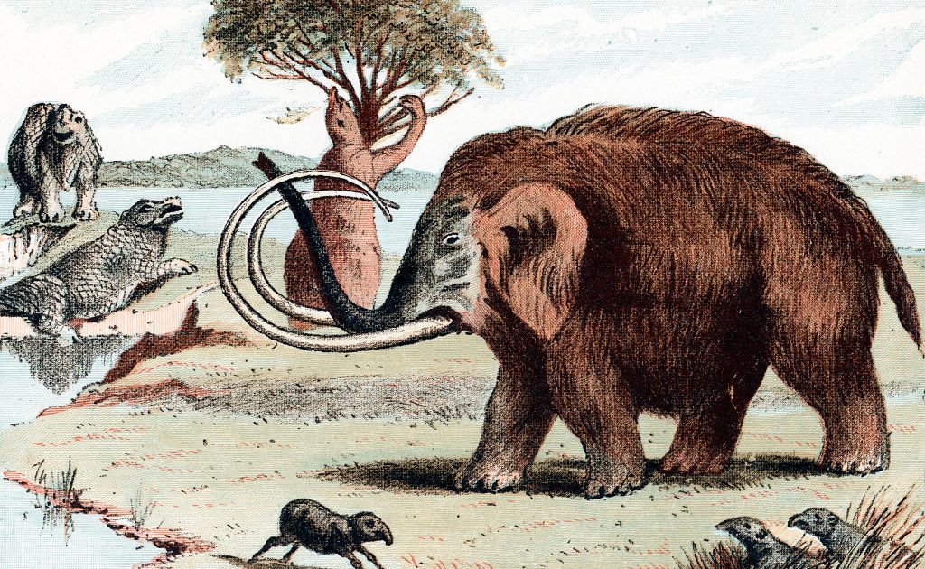 博物館に眠る「マンモスの化石」は別の動物だった──DNA解析が明かし