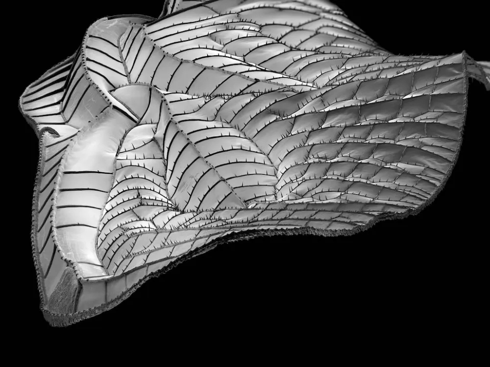 宇宙写真家が見つめた「極小宇宙」──微小生物に宿る驚異の造形美