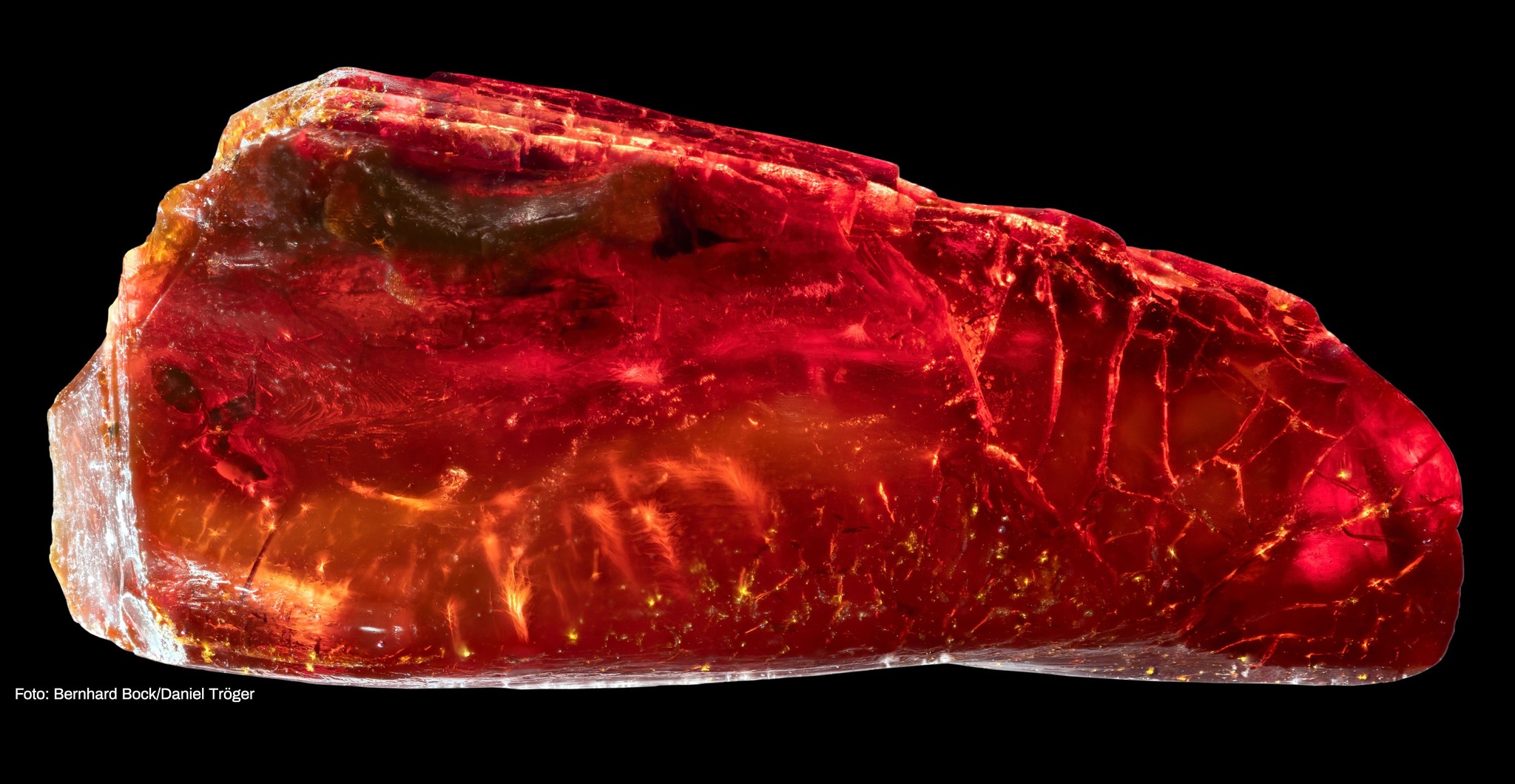 文豪ゲーテが遺した琥珀から、4000万年前のアリを発見。古代生態系を解明する重要標本に