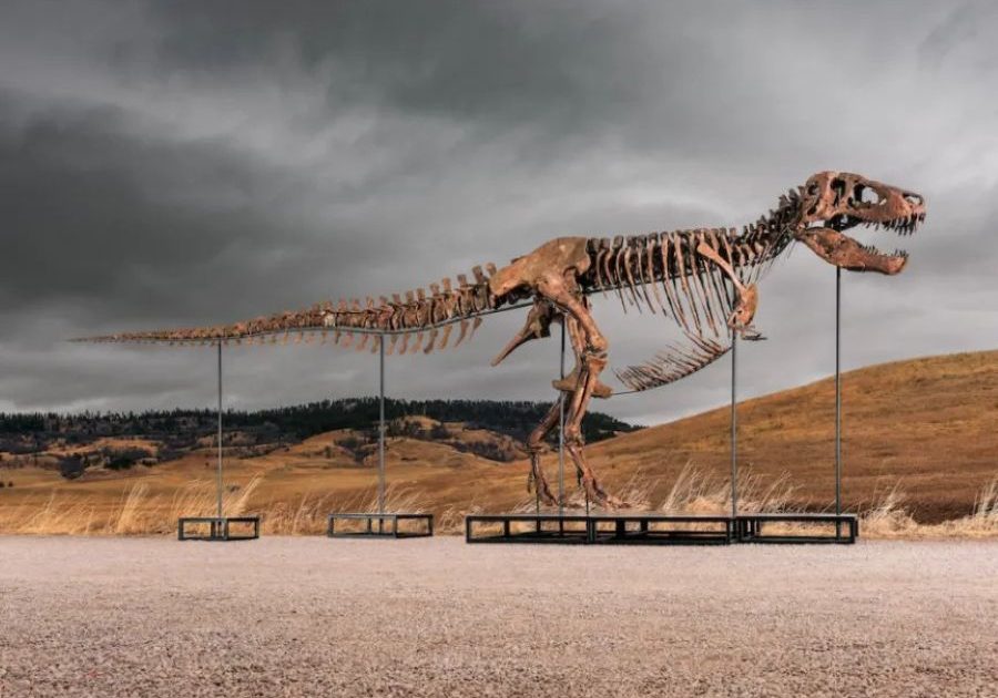 恐竜　化石　骨格　標本　アメリカ獣脚類　ティラノサウルス類　26mm ティラノサウルスの骨格標本、史上最高額の81億円で落札。科学者は